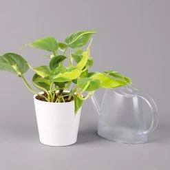 Philodendron 'Brasil' In Keramiktopf Dallas Weiß, Topf-Ø 12 Cm, 2er-Set 12 Philodendron 'Brasil' In Keramiktopf Dallas Weiß, Topf-Ø 12 Cm, 2er-Set -Gartenbedarf Verkäufe 0220180292 Philo scandens Brasil in Dallas weiss 12cm 2er Set 4 114660