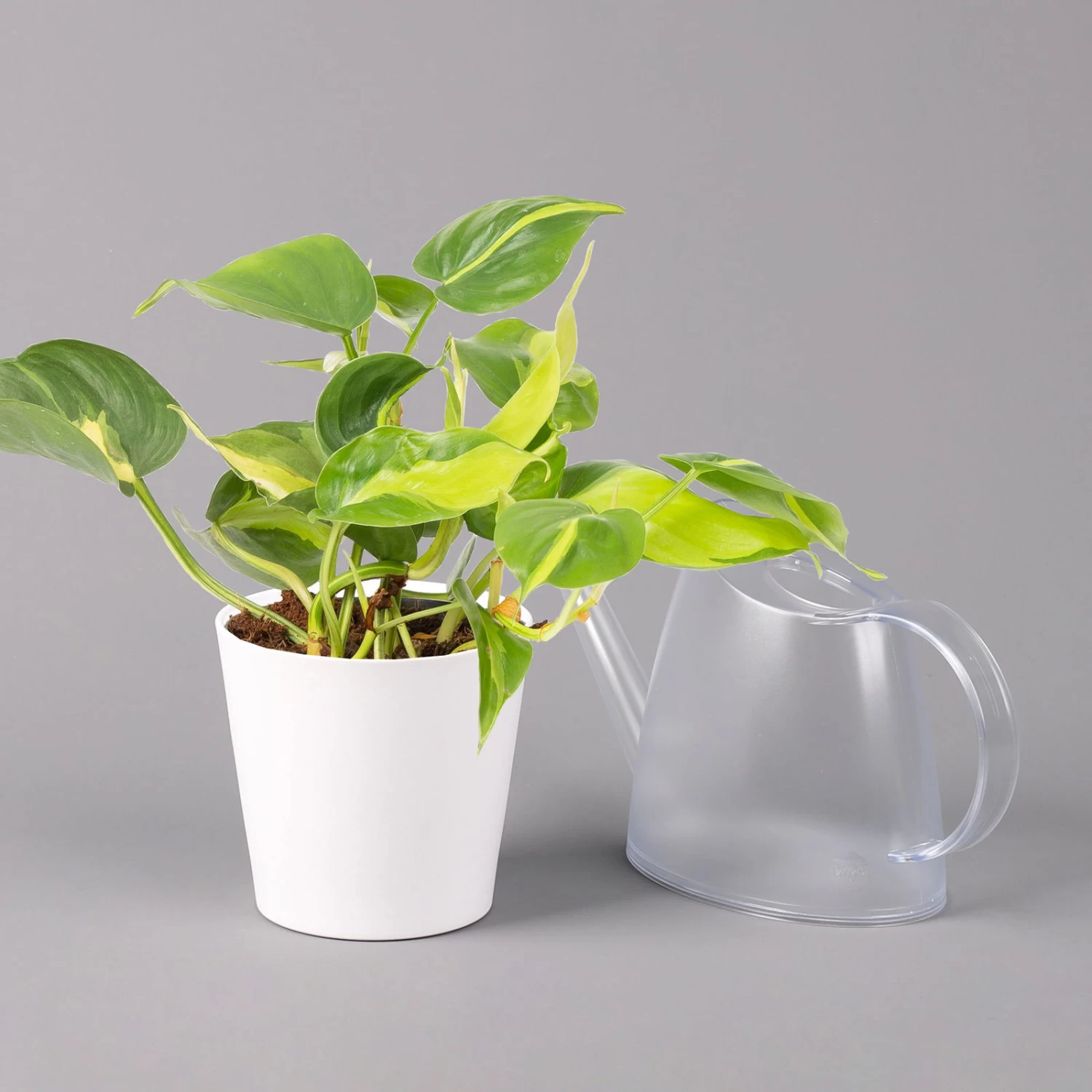 Philodendron 'Brasil' In Keramiktopf Dallas Weiß, Topf-Ø 12 Cm, 2er-Set 4 Philodendron 'Brasil' In Keramiktopf Dallas Weiß, Topf-Ø 12 Cm, 2er-Set – Bild 4