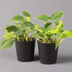 Philodendron 'Brasil' In Keramiktopf Dallas Anthrazit, Topf-Ø 12cm, 2er-Set