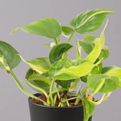 Philodendron 'Brasil' In Keramiktopf Dallas Anthrazit, Topf-Ø 12cm, 2er-Set -Gartenbedarf Verkäufe 0220180294 Philo scandens Brasil in Dallas anthr 12cm 2er Set 3 114651