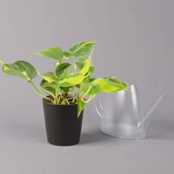 Philodendron 'Brasil' In Keramiktopf Dallas Anthrazit, Topf-Ø 12cm, 2er-Set -Gartenbedarf Verkäufe 0220180294 Philo scandens Brasil in Dallas anthr 12cm 2er Set 4 114652