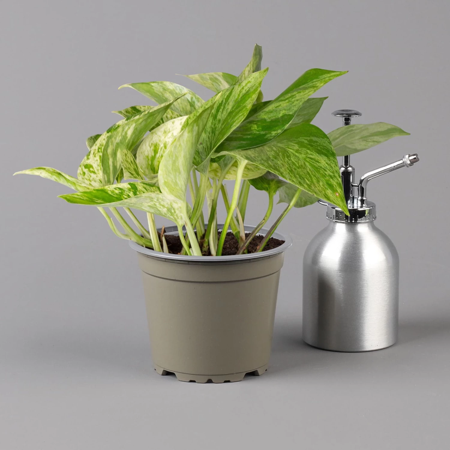 Efeutute 'Marble Queen' Inkl. Übertopf Vibes Rosa, Topf-Ø 12 Cm, Höhe Ca. 15 Cm 2 Efeutute 'Marble Queen' Inkl. Übertopf Vibes Rosa, Topf-Ø 12 Cm, Höhe Ca. 15 Cm – Bild 2