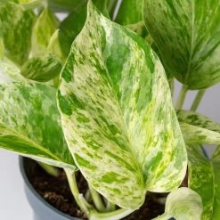 Efeutute 'Marble Queen' Inkl. Übertopf Vibes Rosa, Topf-Ø 12 Cm, Höhe Ca. 15 Cm 12 Efeutute 'Marble Queen' Inkl. Übertopf Vibes Rosa, Topf-Ø 12 Cm, Höhe Ca. 15 Cm -Gartenbedarf Verkäufe 0220180373 0220180374 0220180375 0220180376 Epipremnum Marble queen 7 124941