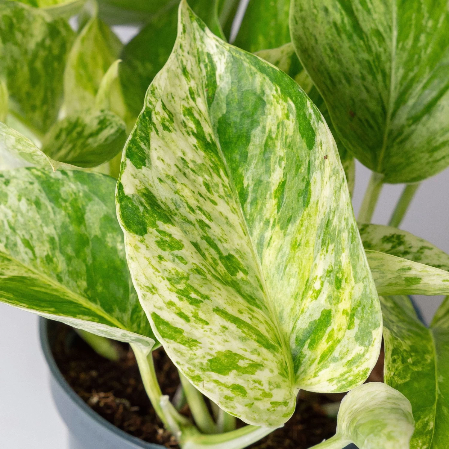 Efeutute 'Marble Queen' Inkl. Übertopf Vibes Rosa, Topf-Ø 12 Cm, Höhe Ca. 15 Cm 4 Efeutute 'Marble Queen' Inkl. Übertopf Vibes Rosa, Topf-Ø 12 Cm, Höhe Ca. 15 Cm – Bild 4