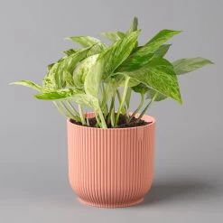 Efeutute 'Marble Queen' Inkl. Übertopf Vibes Rosa, Topf-Ø 12 Cm, Höhe Ca. 15 Cm