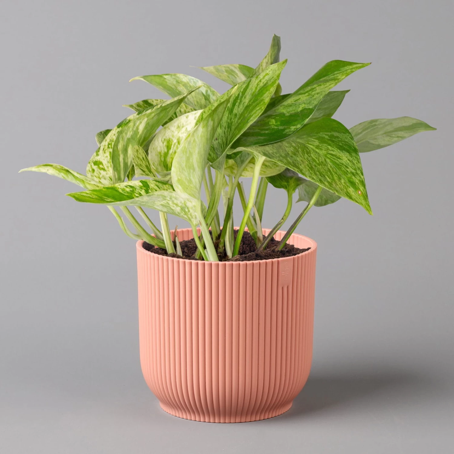 Efeutute 'Marble Queen' Inkl. Übertopf Vibes Rosa, Topf-Ø 12 Cm, Höhe Ca. 15 Cm 1 Efeutute 'Marble Queen' Inkl. Übertopf Vibes Rosa, Topf-Ø 12 Cm, Höhe Ca. 15 Cm