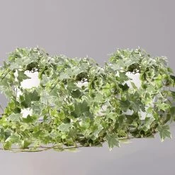 Hedera Helix 'Variegata' In Keramiktopf Dallas Weiß, Topf-Ø 12/13 Cm, 3er-Set