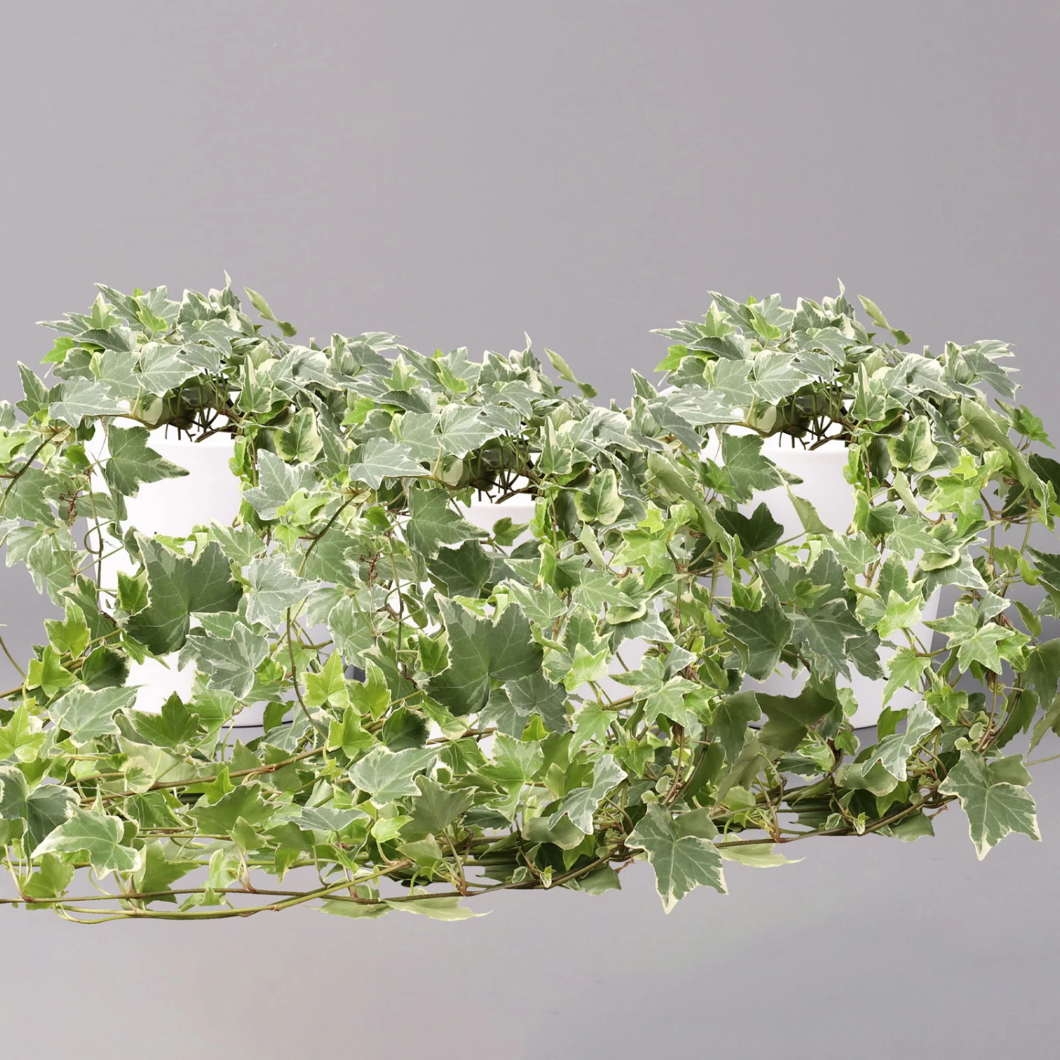 Hedera Helix 'Variegata' In Keramiktopf Dallas Weiß, Topf-Ø 12/13 Cm, 3er-Set 1 Hedera Helix 'Variegata' In Keramiktopf Dallas Weiß, Topf-Ø 12/13 Cm, 3er-Set