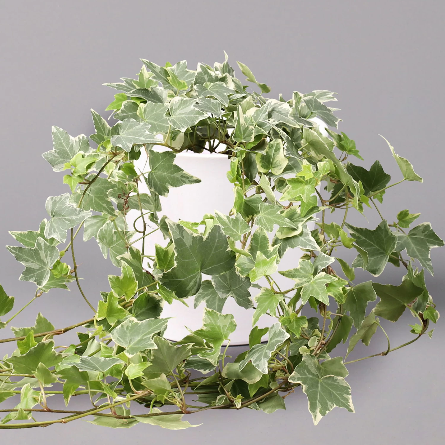 Hedera Helix 'Variegata' In Keramiktopf Dallas Weiß, Topf-Ø 12/13 Cm, 3er-Set 2 Hedera Helix 'Variegata' In Keramiktopf Dallas Weiß, Topf-Ø 12/13 Cm, 3er-Set – Bild 2