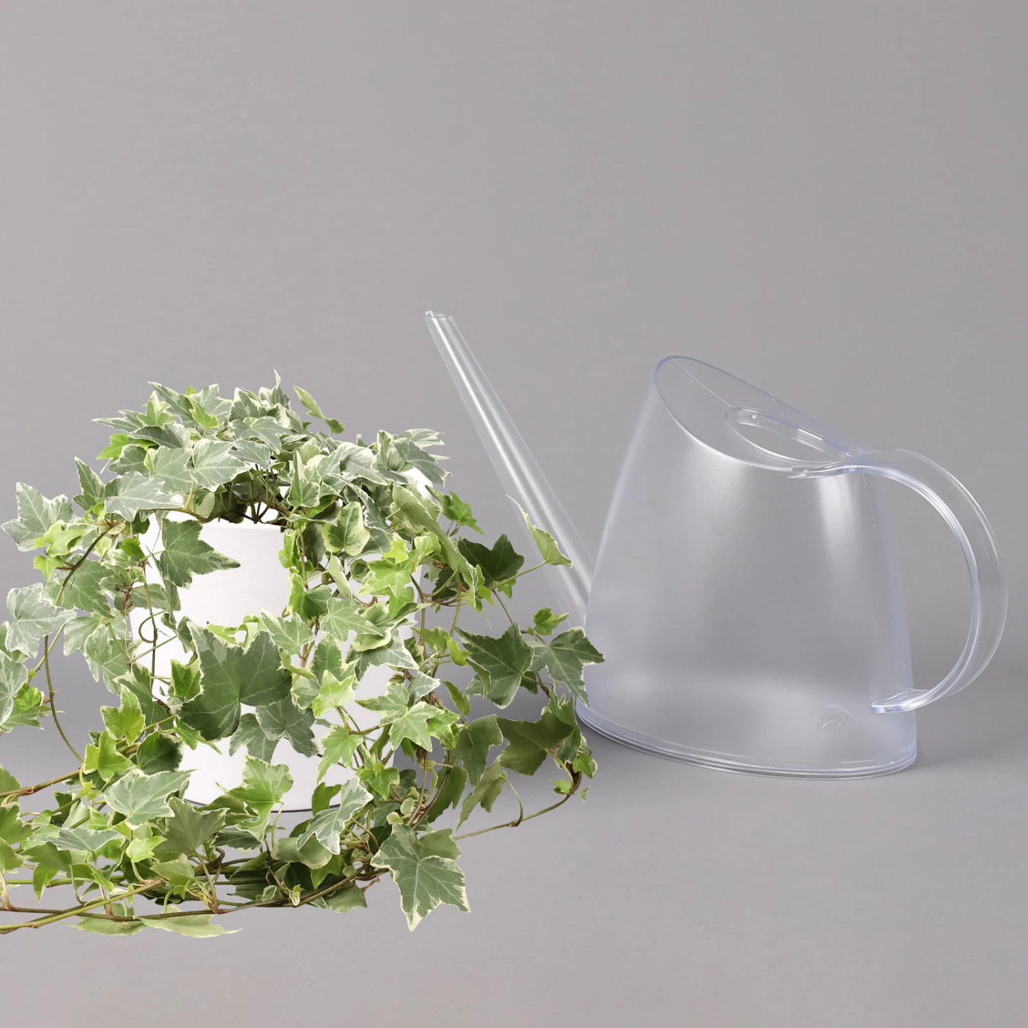 Hedera Helix 'Variegata' In Keramiktopf Dallas Weiß, Topf-Ø 12/13 Cm, 3er-Set 4 Hedera Helix 'Variegata' In Keramiktopf Dallas Weiß, Topf-Ø 12/13 Cm, 3er-Set – Bild 4