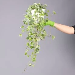 Hedera Helix 'Variegata' In Keramiktopf Dallas Weiß, Topf-Ø 12/13 Cm, 3er-Set 12 Hedera Helix 'Variegata' In Keramiktopf Dallas Weiß, Topf-Ø 12/13 Cm, 3er-Set -Gartenbedarf Verkäufe 0220650237 Hedera weissbunt in Topf Dallas weiss 8