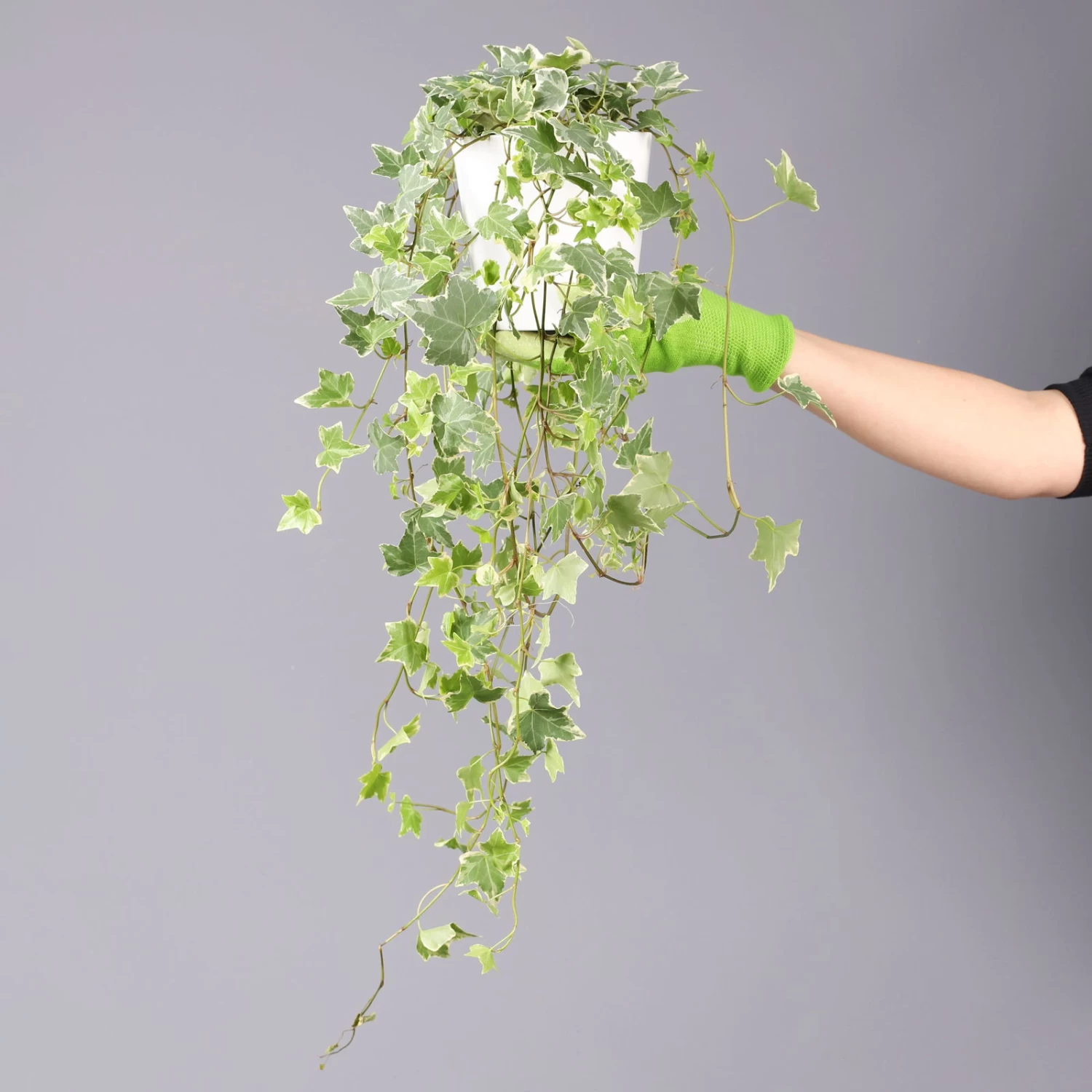 Hedera Helix 'Variegata' In Keramiktopf Dallas Weiß, Topf-Ø 12/13 Cm, 3er-Set 5 Hedera Helix 'Variegata' In Keramiktopf Dallas Weiß, Topf-Ø 12/13 Cm, 3er-Set – Bild 5