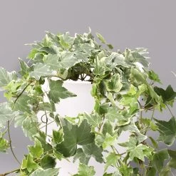 Hedera Helix 'Variegata' In Keramiktopf Dallas Weiß, Topf-Ø 12/13 Cm, 3er-Set 10 Hedera Helix 'Variegata' In Keramiktopf Dallas Weiß, Topf-Ø 12/13 Cm, 3er-Set -Gartenbedarf Verkäufe 0220650237 Hedera weissbunt in Topf Dallas weiss 2 108004