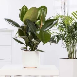 Gummibaum 'Robusta', Topf-Ø 27 Cm, Höhe Ca. 90 Cm