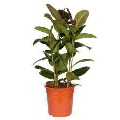Gummibaum 'Robusta', Topf-Ø 27 Cm, Höhe Ca. 90 Cm 8 Gummibaum 'Robusta', Topf-Ø 27 Cm, Höhe Ca. 90 Cm -Gartenbedarf Verkäufe 0220750774 Ficus elastica Robusta 27cm Topf Hoehe 90cm 2
