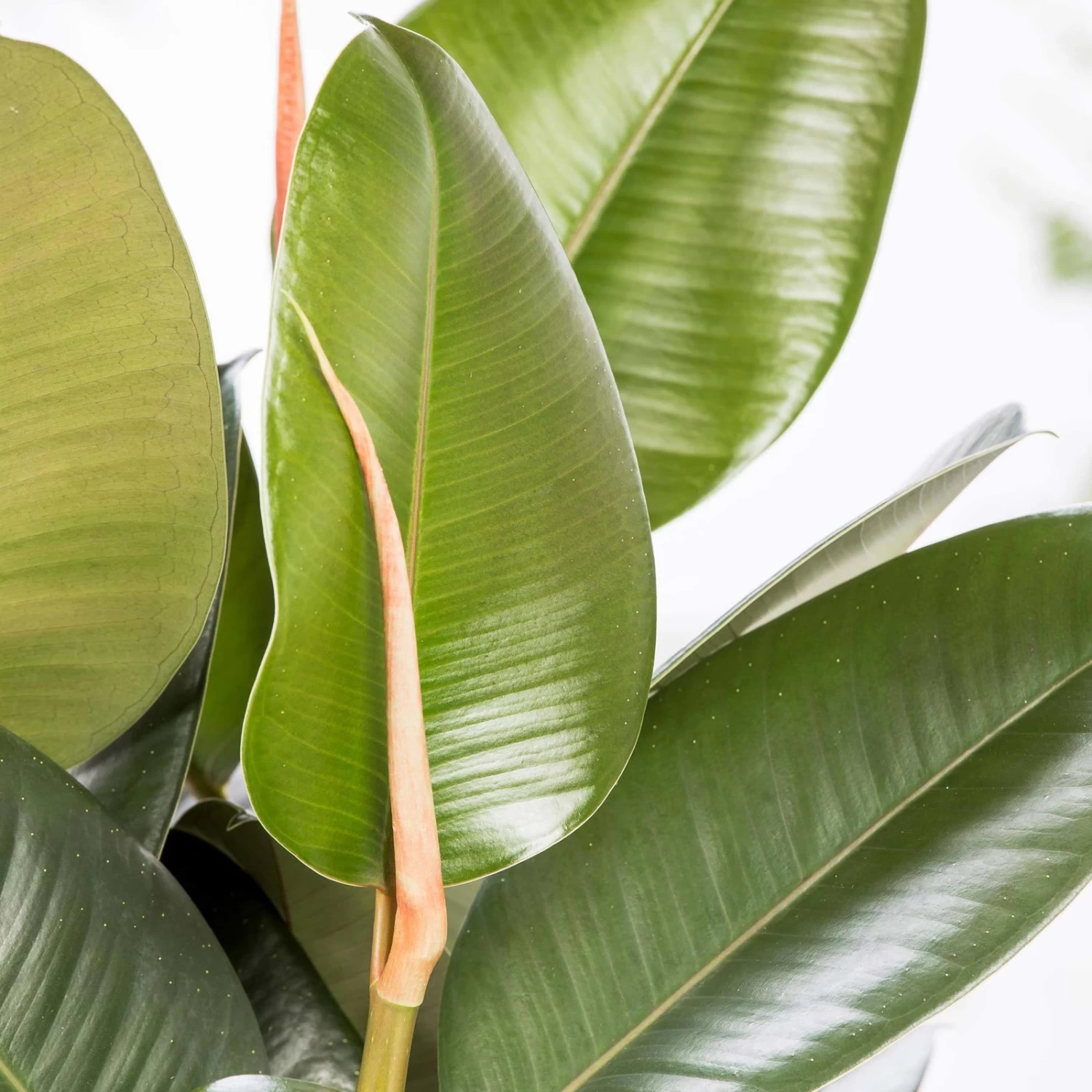 Gummibaum 'Robusta', Topf-Ø 27 Cm, Höhe Ca. 90 Cm 4 Gummibaum 'Robusta', Topf-Ø 27 Cm, Höhe Ca. 90 Cm – Bild 4