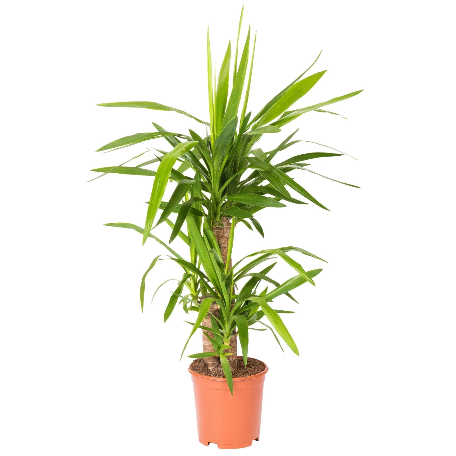 Palmlilie, Topf-Ø 21 Cm, Höhe Ca. 100 Cm 1 Palmlilie, Topf-Ø 21 Cm, Höhe Ca. 100 Cm