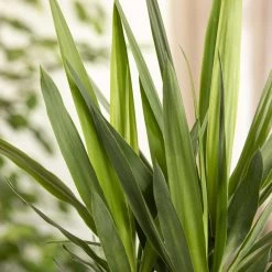 Palmlilie, Topf-Ø 27 Cm, Höhe Ca. 110 Cm 10 Palmlilie, Topf-Ø 27 Cm, Höhe Ca. 110 Cm -Gartenbedarf Verkäufe 0220850134 Yucca auf Stamm verzweigt1