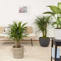 Palmlilie, Topf-Ø 27 Cm, Höhe Ca. 110 Cm 13 Palmlilie, Topf-Ø 27 Cm, Höhe Ca. 110 Cm -Gartenbedarf Verkäufe 0220850158 Yucca eleph verzweigt