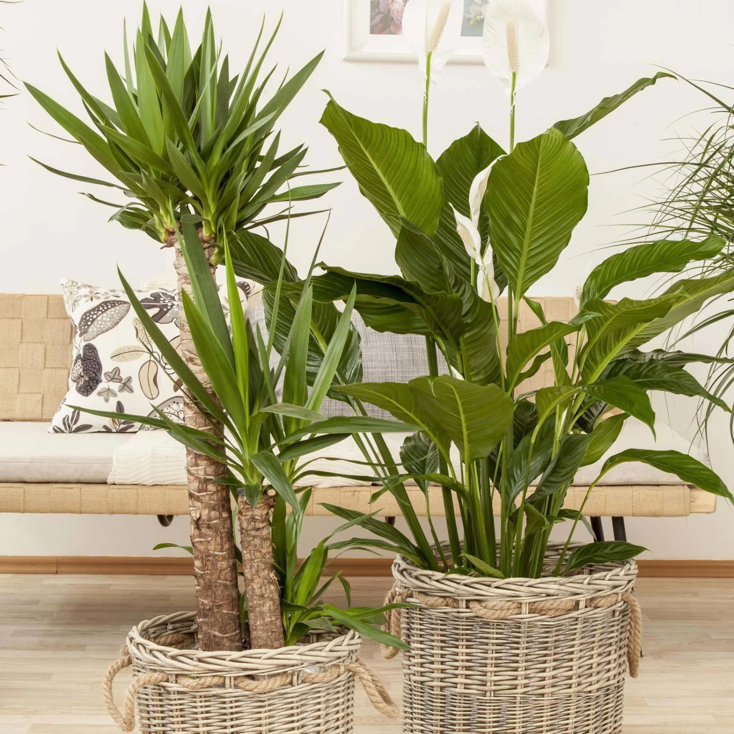 Palmlilie, Topf-Ø 21 Cm, Höhe Ca. 100 Cm 4 Palmlilie, Topf-Ø 21 Cm, Höhe Ca. 100 Cm – Bild 4