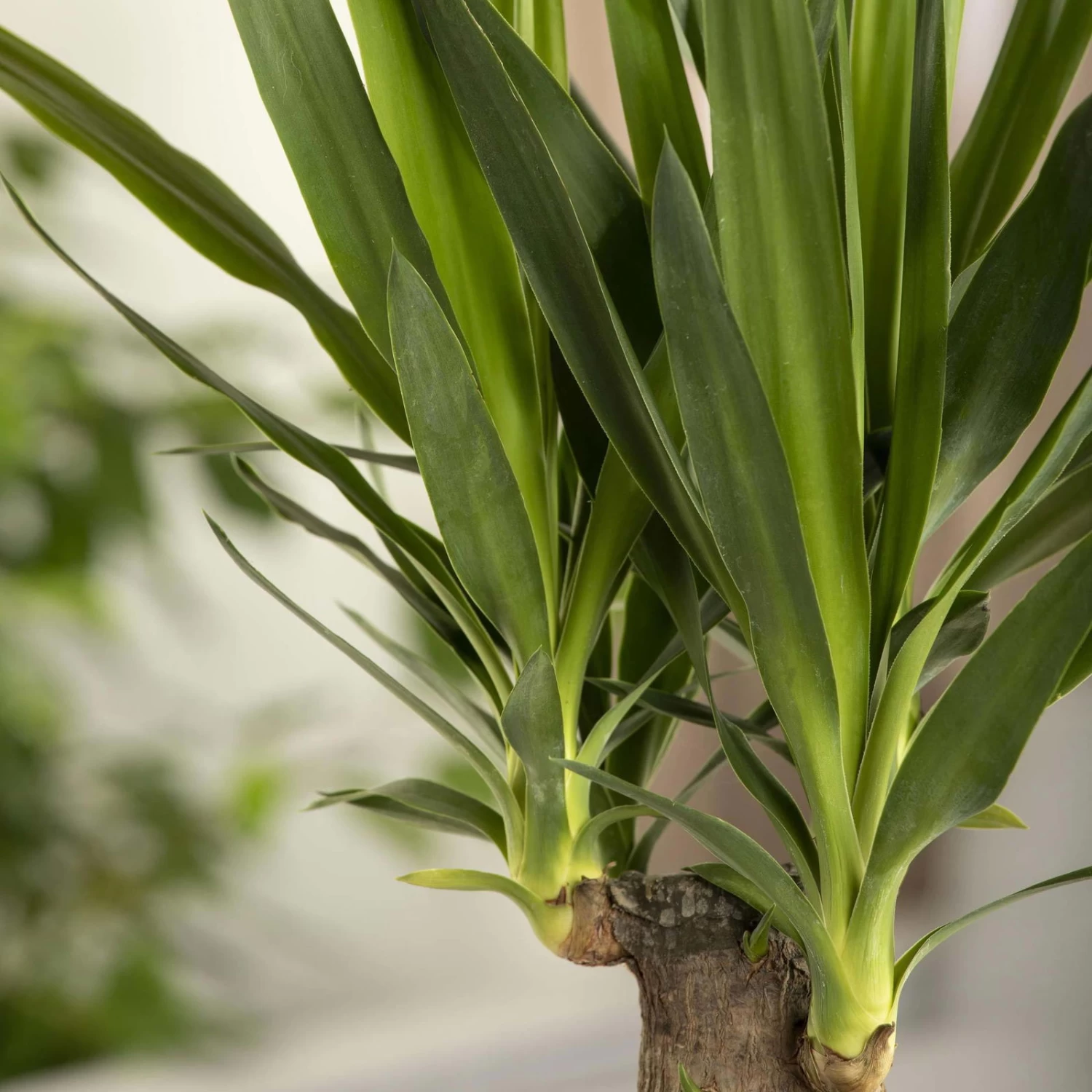 Palmlilie, Topf-Ø 21 Cm, Höhe Ca. 100 Cm 3 Palmlilie, Topf-Ø 21 Cm, Höhe Ca. 100 Cm – Bild 3