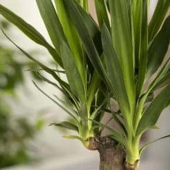 Palmlilie, Topf-Ø 27 Cm, Höhe Ca. 110 Cm 11 Palmlilie, Topf-Ø 27 Cm, Höhe Ca. 110 Cm -Gartenbedarf Verkäufe 0220850207 Yucca eleph Yucca 3er Tuff1