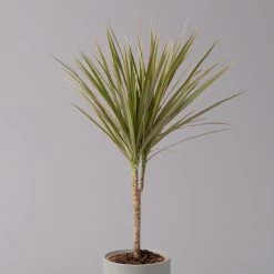 Drachenbaum 'Bicolor', Topf-Ø 13 Cm, 3er-Set 9 Drachenbaum 'Bicolor', Topf-Ø 13 Cm, 3er-Set -Gartenbedarf Verkäufe 0221100105 Dracaena marg Bicolor 3er Set 13cm 22