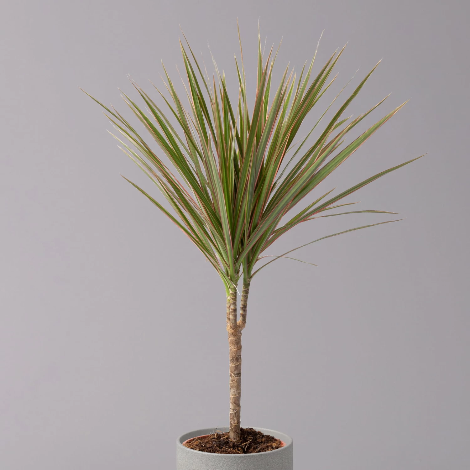 Drachenbaum 'Bicolor', Topf-Ø 13 Cm, 3er-Set 3 Drachenbaum 'Bicolor', Topf-Ø 13 Cm, 3er-Set – Bild 3