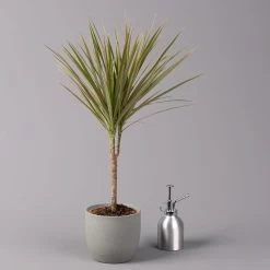 Drachenbaum 'Bicolor', Topf-Ø 13 Cm, 3er-Set 10 Drachenbaum 'Bicolor', Topf-Ø 13 Cm, 3er-Set -Gartenbedarf Verkäufe 0221100105 Dracaena marg Bicolor 3er Set 13cm 32