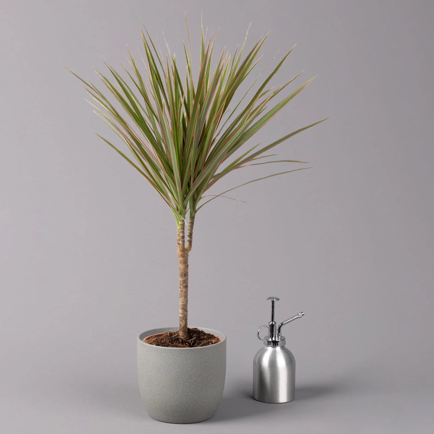 Drachenbaum 'Bicolor', Topf-Ø 13 Cm, 3er-Set 4 Drachenbaum 'Bicolor', Topf-Ø 13 Cm, 3er-Set – Bild 4