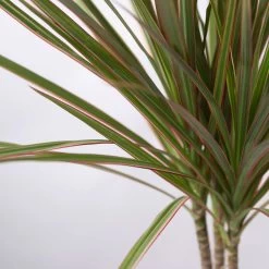 Drachenbaum 'Bicolor', Topf-Ø 13 Cm, 3er-Set 11 Drachenbaum 'Bicolor', Topf-Ø 13 Cm, 3er-Set -Gartenbedarf Verkäufe 0221100105 Dracaena marg Bicolor 3er Set 13cm 42