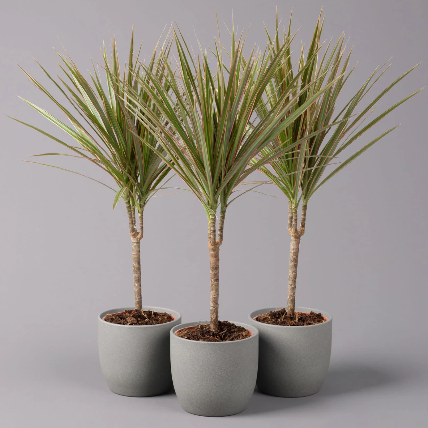 Drachenbaum 'Bicolor', Topf-Ø 13 Cm, 3er-Set 1 Drachenbaum 'Bicolor', Topf-Ø 13 Cm, 3er-Set