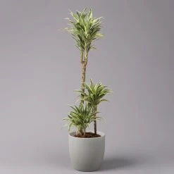 Duftender Drachenbaum 'Compacta Surprise', Topf-Ø 21 Cm, Höhe Ca. 100 Cm