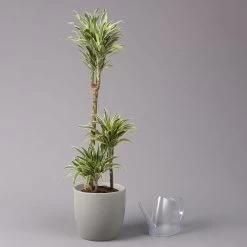 Duftender Drachenbaum 'Compacta Surprise', Topf-Ø 21 Cm, Höhe Ca. 100 Cm -Gartenbedarf Verkäufe 0221300013 Dracaena d Compacta Surprise 21cm 3