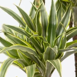 Duftender Drachenbaum 'Compacta Surprise', Topf-Ø 21 Cm, Höhe Ca. 100 Cm -Gartenbedarf Verkäufe 0221300013 Dracaena d Compacta Surprise 21cm 4