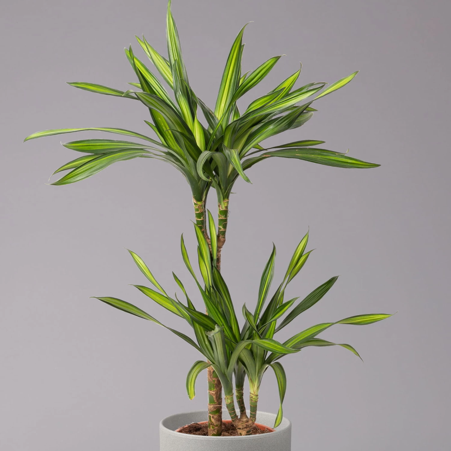 Duftender Drachenbaum 'Riki', Topf-Ø 19 Cm, Höhe Ca. 90 Cm 2 Duftender Drachenbaum 'Riki', Topf-Ø 19 Cm, Höhe Ca. 90 Cm – Bild 2