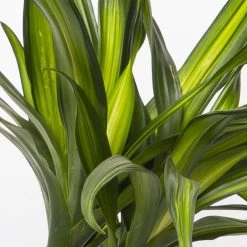 Duftender Drachenbaum 'Riki', Topf-Ø 19 Cm, Höhe Ca. 90 Cm 9 Duftender Drachenbaum 'Riki', Topf-Ø 19 Cm, Höhe Ca. 90 Cm -Gartenbedarf Verkäufe 0221300032 Dracaena fragr Riki 2er Tuff 19cm 4