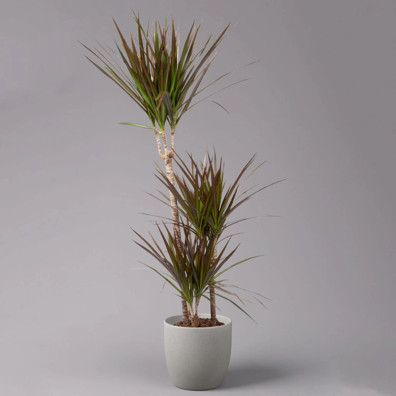 Gerandeter Drachenbaum 'Magenta', Topf-Ø 21 Cm, Höhe Ca. 120 Cm 1 Gerandeter Drachenbaum 'Magenta', Topf-Ø 21 Cm, Höhe Ca. 120 Cm