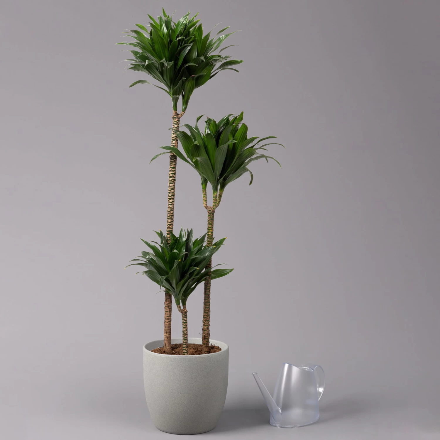 Duftender Drachenbaum 'Compacta', Topf-Ø 24 Cm, Höhe Ca. 120 Cm 3 Duftender Drachenbaum 'Compacta', Topf-Ø 24 Cm, Höhe Ca. 120 Cm – Bild 3