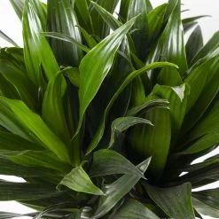 Duftender Drachenbaum 'Compacta', Topf-Ø 24 Cm, Höhe Ca. 120 Cm 9 Duftender Drachenbaum 'Compacta', Topf-Ø 24 Cm, Höhe Ca. 120 Cm -Gartenbedarf Verkäufe 0221400002 Dracaena fr Compacta Tuff 24cm 4