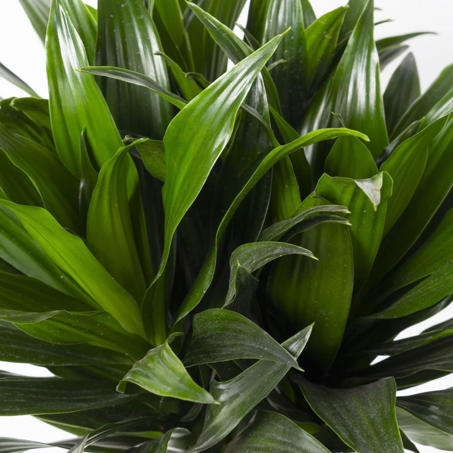 Duftender Drachenbaum 'Compacta', Topf-Ø 24 Cm, Höhe Ca. 120 Cm 4 Duftender Drachenbaum 'Compacta', Topf-Ø 24 Cm, Höhe Ca. 120 Cm – Bild 4