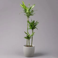 Duftender Drachenbaum 'Cintho', Topf-Ø 24 Cm, Höhe Ca. 150 Cm