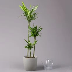Duftender Drachenbaum 'Cintho', Topf-Ø 24 Cm, Höhe Ca. 150 Cm -Gartenbedarf Verkäufe 0221400008 Dracaena frag Cintho 24cm 3