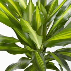 Duftender Drachenbaum 'Cintho', Topf-Ø 24 Cm, Höhe Ca. 150 Cm -Gartenbedarf Verkäufe 0221400008 Dracaena frag Cintho 24cm 4