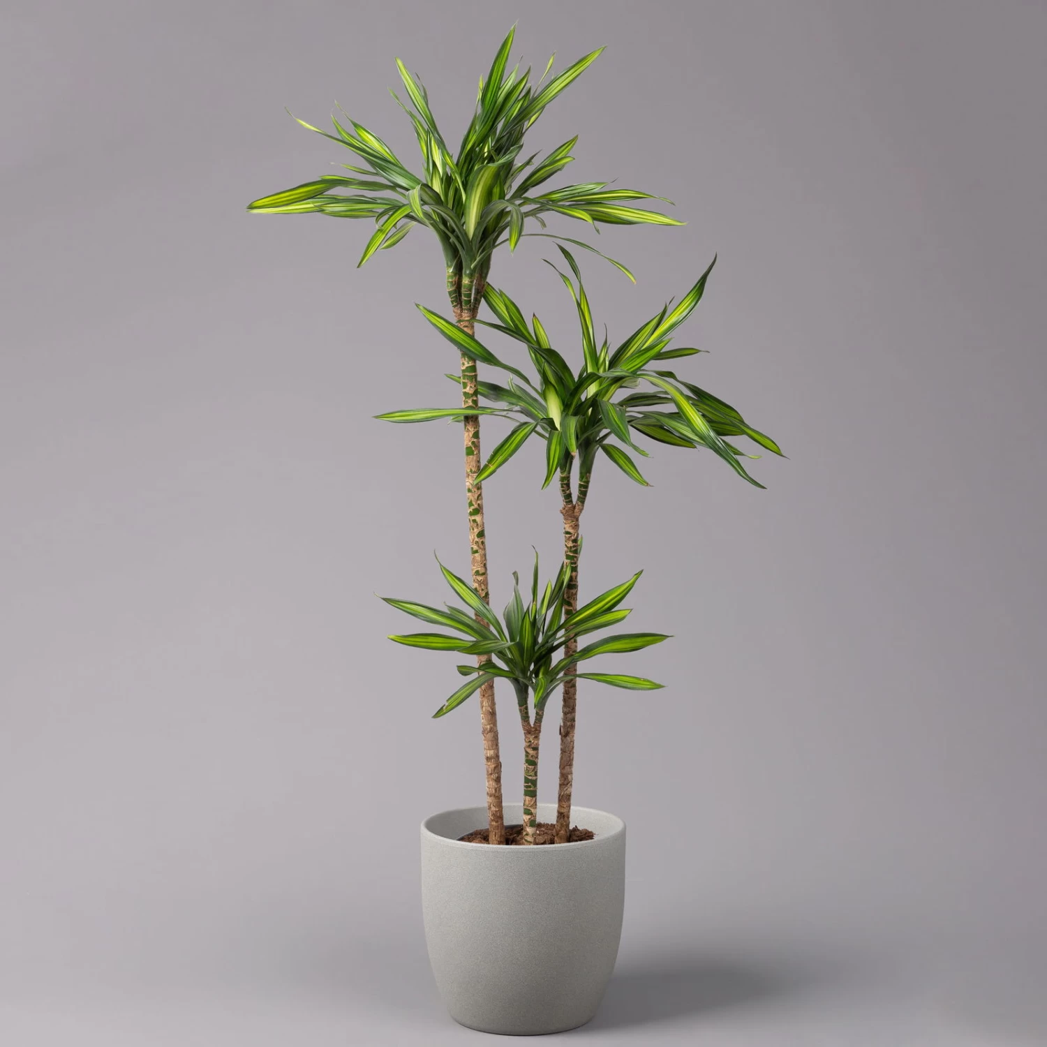 Duftender Drachenbaum 'Riki', Topf-Ø 24 Cm, Höhe Ca. 150 Cm 1 Duftender Drachenbaum 'Riki', Topf-Ø 24 Cm, Höhe Ca. 150 Cm