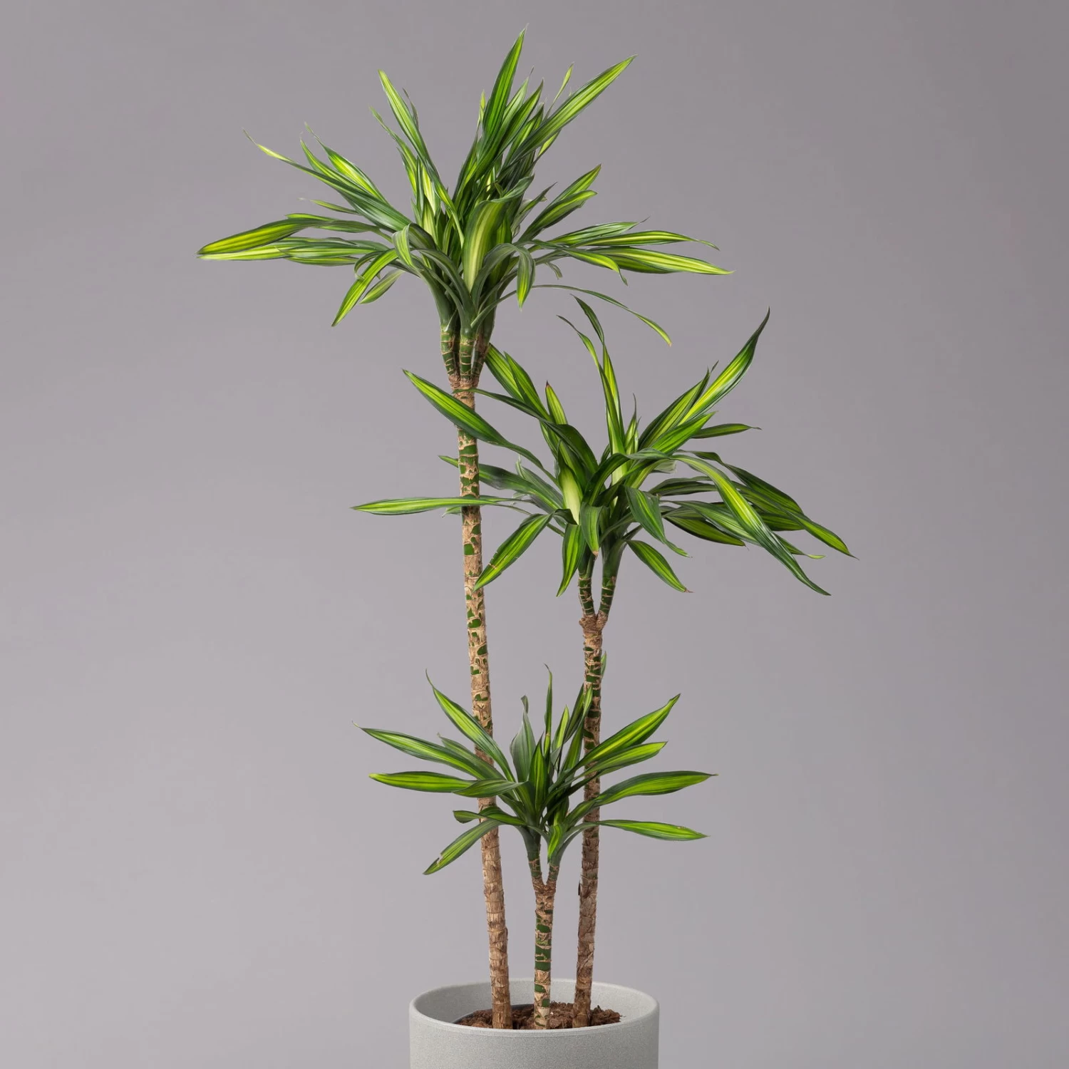 Duftender Drachenbaum 'Riki', Topf-Ø 24 Cm, Höhe Ca. 150 Cm 2 Duftender Drachenbaum 'Riki', Topf-Ø 24 Cm, Höhe Ca. 150 Cm – Bild 2