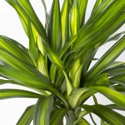 Duftender Drachenbaum 'Riki', Topf-Ø 24 Cm, Höhe Ca. 150 Cm 9 Duftender Drachenbaum 'Riki', Topf-Ø 24 Cm, Höhe Ca. 150 Cm -Gartenbedarf Verkäufe 0221400009 Dracaena frag Riki Tuff Amm 24cm 4