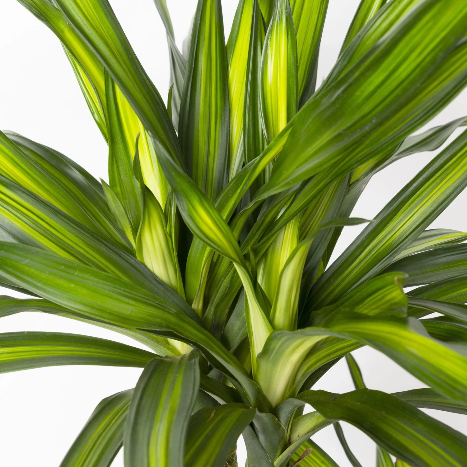 Duftender Drachenbaum 'Riki', Topf-Ø 24 Cm, Höhe Ca. 150 Cm 4 Duftender Drachenbaum 'Riki', Topf-Ø 24 Cm, Höhe Ca. 150 Cm – Bild 4