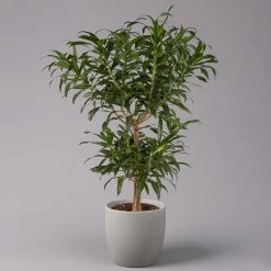 Duftender Drachenbaum 'Song Of Jamaica', Topf-Ø 24 Cm, Höhe Ca. 90 Cm