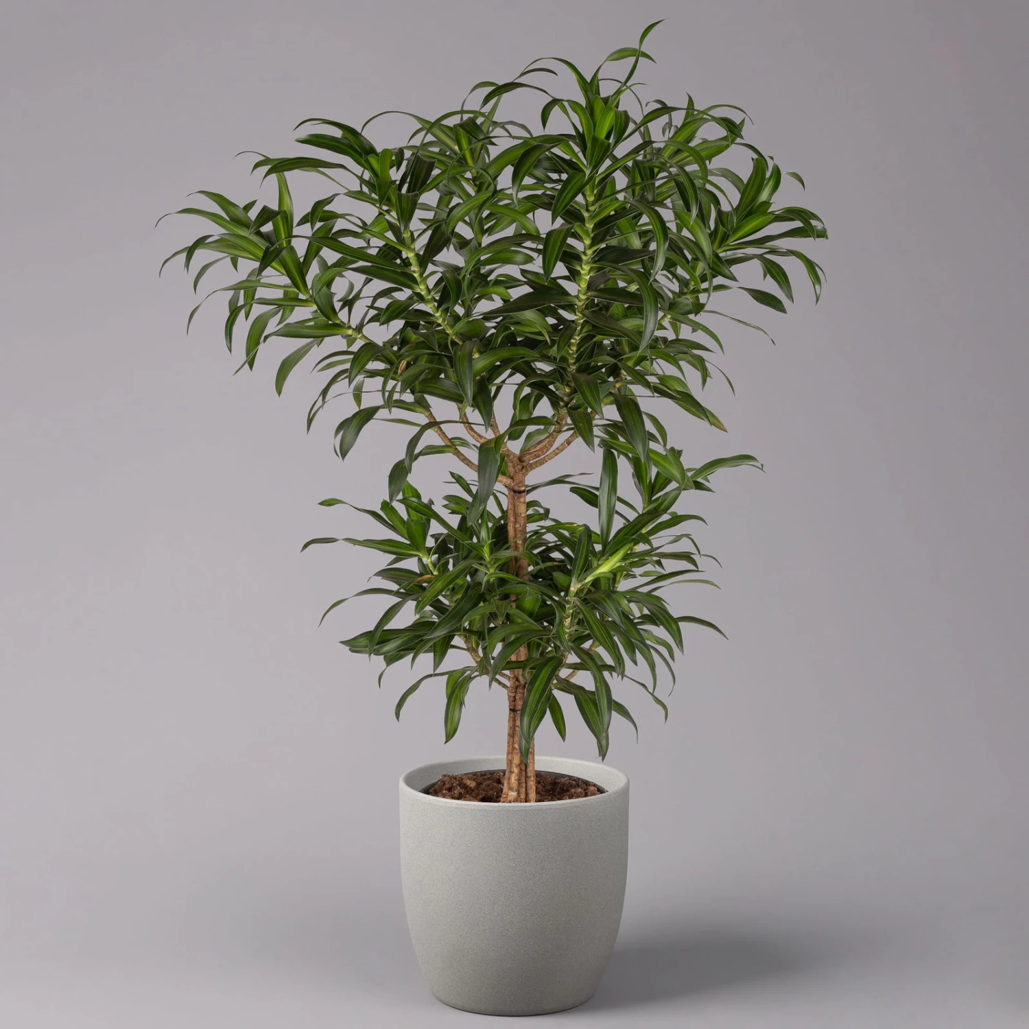 Duftender Drachenbaum 'Song Of Jamaica', Topf-Ø 24 Cm, Höhe Ca. 90 Cm 1 Duftender Drachenbaum 'Song Of Jamaica', Topf-Ø 24 Cm, Höhe Ca. 90 Cm